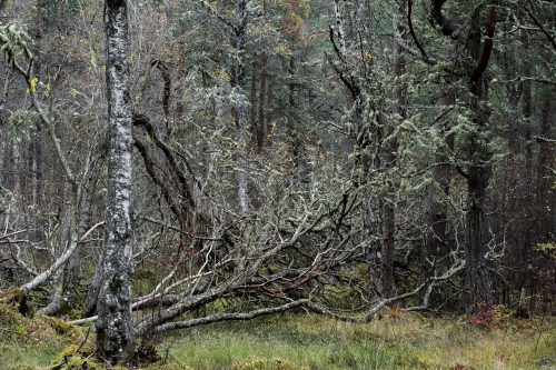 Frédéric-Demeuse-nature-photographer-highlands-scotland-2